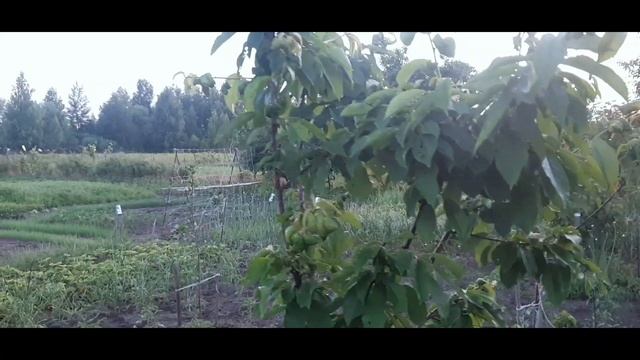Как Бороться с Тлей и Муравьями на Плодовых Деревьях? Эффективный Метод Борьбы с Тлей и Муравьями смотреть онлайн