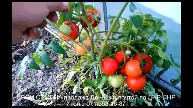 Томат АРИСТОКРАТ магазин семян донецк ДНР смотреть онлайн