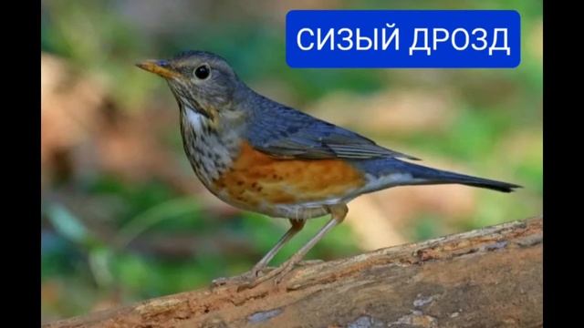 Виды дроздов,которые обитают на территории России ?? смотреть онлайн
