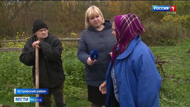 Дикие кабаны атакуют жителей деревни Котельно в Островском районе смотреть онлайн