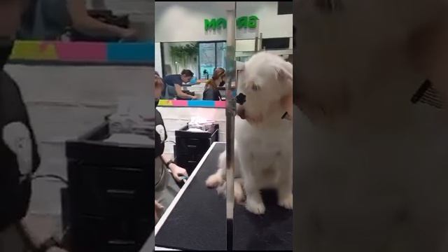 ЖАКЛИН или Жужа смотреть онлайн