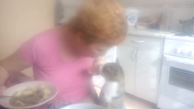 Кот ест грибной суп смотреть онлайн