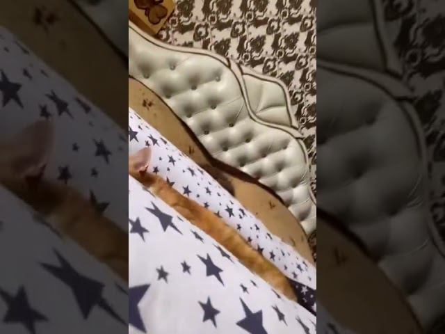 Детективная морда смотреть онлайн