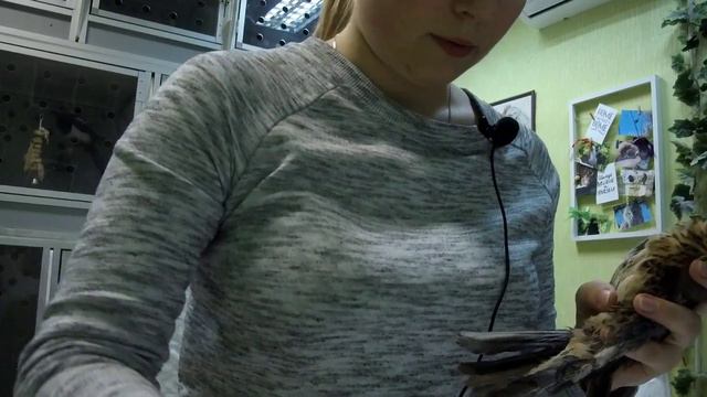 Факир был пьян, но птиц лечил смотреть онлайн