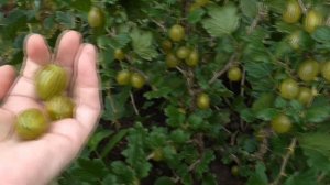 4-24   -  крыжовник ярко-жёлтого цвета со сладкой ягодой. Номерная форма.