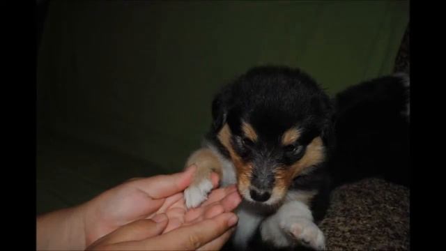Щеночки колли ПРОДАЖА смотреть онлайн