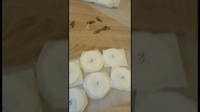 Как идеально подготовить семена томатов к посеву на рассаду смотреть онлайн