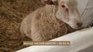 Разведение овец породы Шароле! Где взять овец Шароле? Мясо-шерстная порода овец! Овцеводство