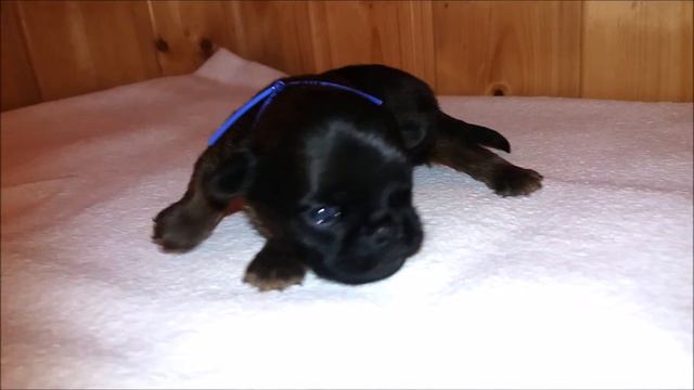 chiot petit brabançon au collier violet de Jalouse of Honey's Bulls