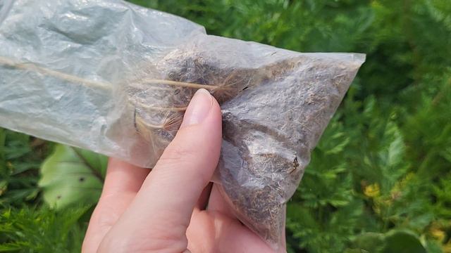 ЭКОНОМЛЮ НА СЕМЕНАХ! С КАКИХ РАСТЕНИЙ МОЖНО СОБРАТЬ СВОИ СЕМЕНА смотреть онлайн