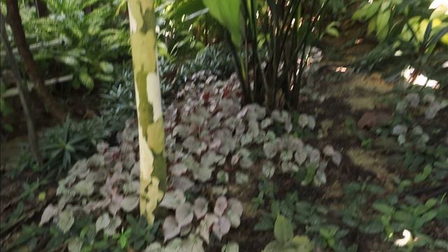 What an AWARD-WINNING Tropical HOME & GARDEN looks like | Landscaping ideas with easy plants смотреть онлайн