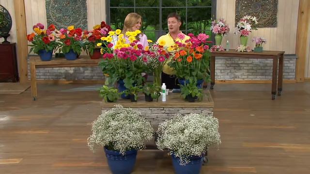 Roberta's 4-pc. Sweet Series Garvinea Hardy Gerber Daisies on QVC смотреть онлайн