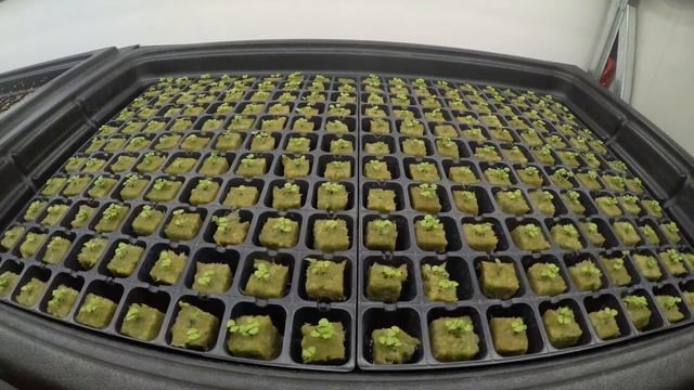 #microgreens #timelapse green basil - микрозелень - зеленый базилик смотреть онлайн