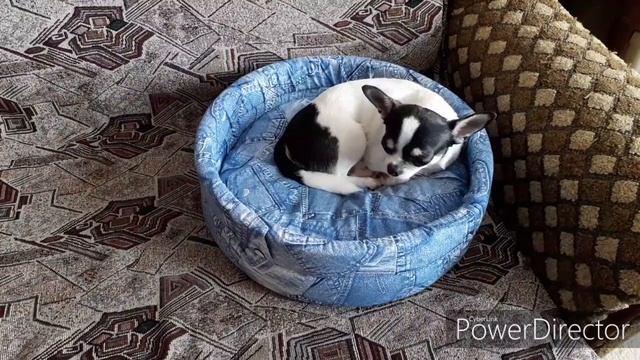 DIY: ДЕЛАЕМ ШНУРОК ДЛЯ АДРЕСНИКА И ЛАПОМОЙКУ ??