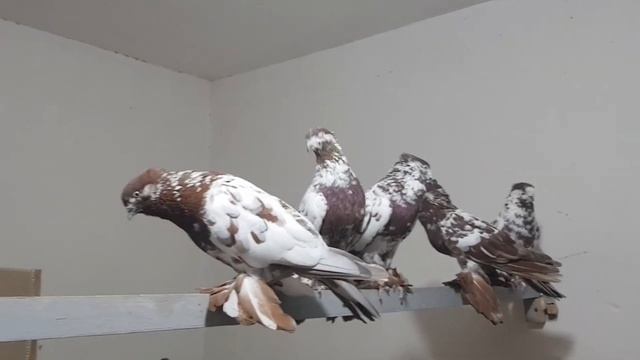Андижанских голубей Обзор рассказ Выставочные Голуби #tauben #pigeons смотреть онлайн
