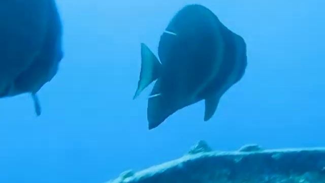 Морские обитатели вблизи Thistlegorm (for egofree.ru).avi смотреть онлайн