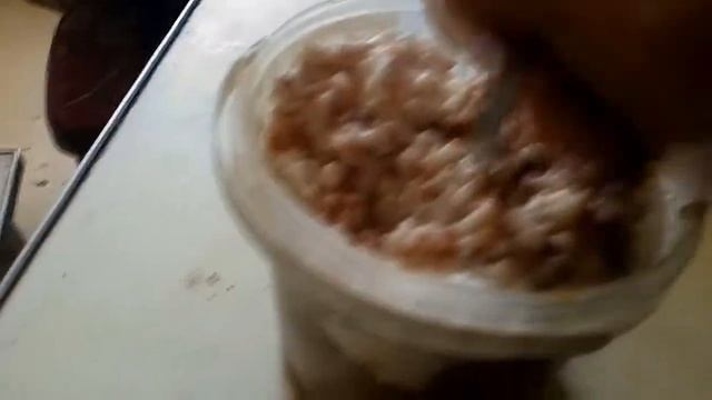 Чем кормить ворону в неволе. Сместь из гречки риса и творога смотреть онлайн