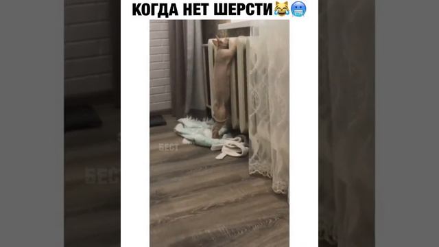 Когда нет шерсти смотреть онлайн