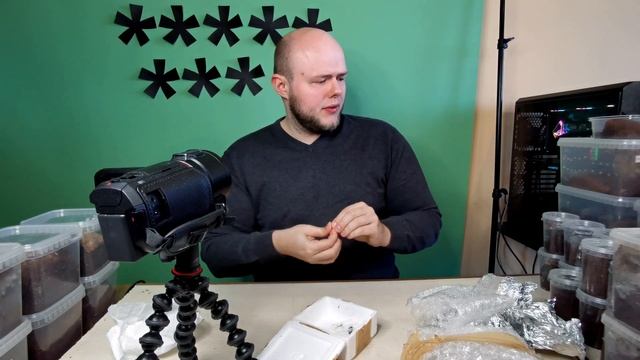 PACZKA! A w niej 4x Caribena versicolor ;D смотреть онлайн