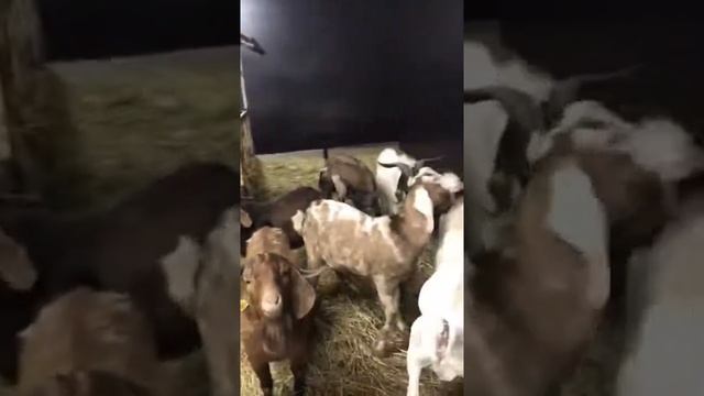 Выбор бурского козла смотреть онлайн