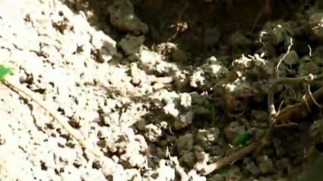 #борьбаскротами Самый эффективный способ борьбы с кротами смотреть онлайн