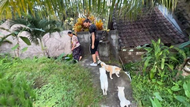 ЖИЛЬЕ НА БАЛИ ЧАСТЬ 3: Убуд. 6 вариантов . Отели, виллы дёшево. Переезжаем смотреть онлайн