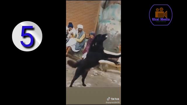 Top 10 tik tok funny viral video || ? dog, ? cat special || viral videos смотреть онлайн