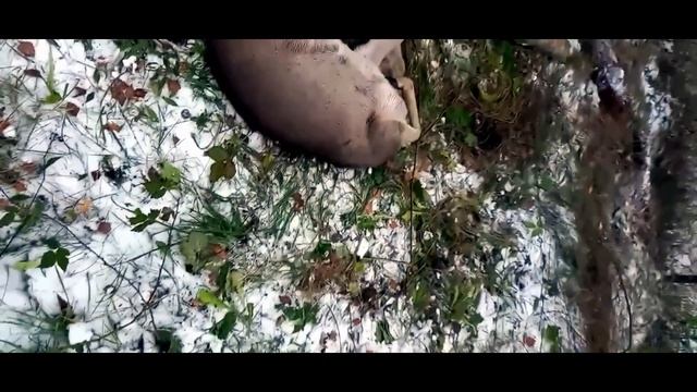 Парни находят странно лежащего ЗВЕРЯ, у которого что-то с головой... смотреть онлайн
