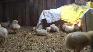 Выращивание бройлеров на мясо - выгодно, прибыльно и легко!