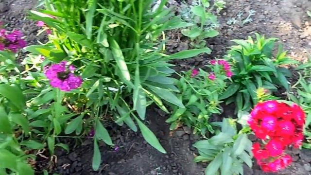 Китайская гвоздика - чемпион долгоцветения смотреть онлайн