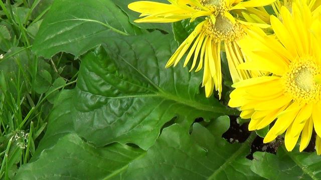 Mutant Conjoined Flower Gerbera Daisy 5-8-2019 | Organic Slant смотреть онлайн