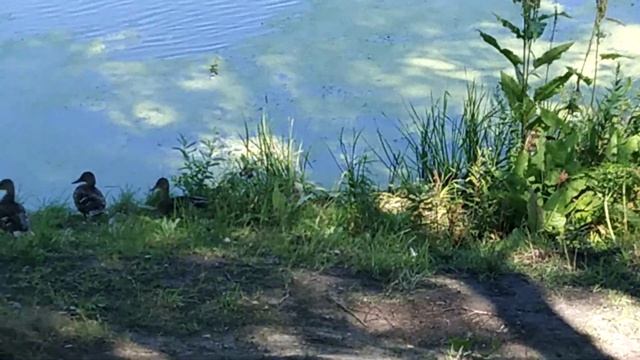 Дикие утки. Утиный рай! Часть 1. смотреть онлайн