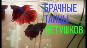 РЫБКИ ПЕТУШКИ. САМЕЦ СТРОИТ ГНЕЗДО. БРАЧНЫЕ ТАНЦЫ | АРХИВНОЕ ВИДЕО