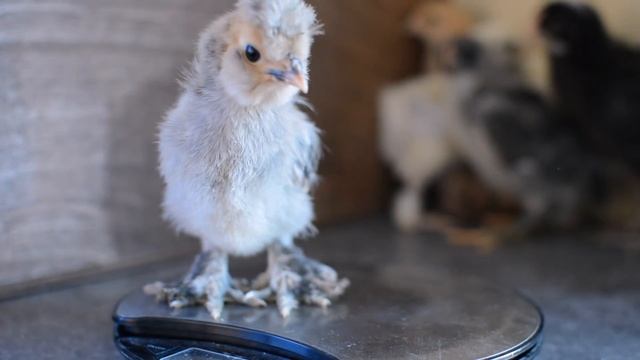 Цыплятам 12 дней. Брама. Пушкинки. Кохинхины. Павловские. Аврора. смотреть онлайн