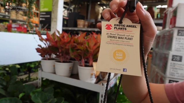 BIG BOX Plant Shopping | Full Restock And Rare, Uncommon Houseplants | Home Depot