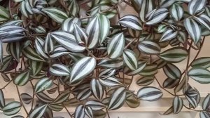 Шикарная традесканция Зебрина: в чем состоит уход за комнатным растением #традесканция