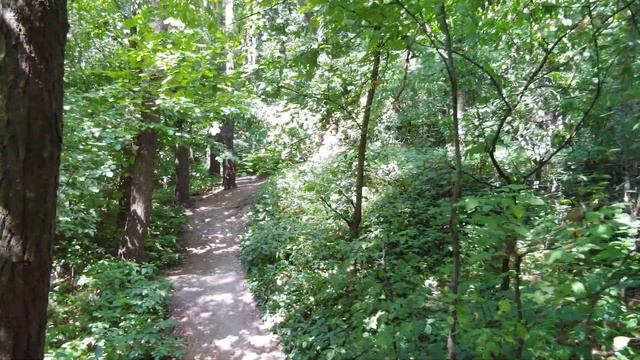 Волшебный лес, Чернигов, релакс музыка для души. смотреть онлайн