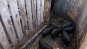 Разведение вьетнамских поросят  выгодна