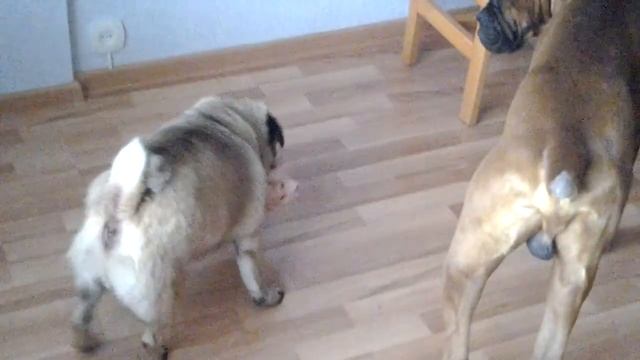 Мопс не даёт игрушку смотреть онлайн