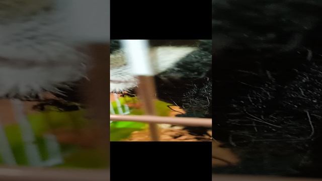 Спящий хомяк 2 смотреть онлайн