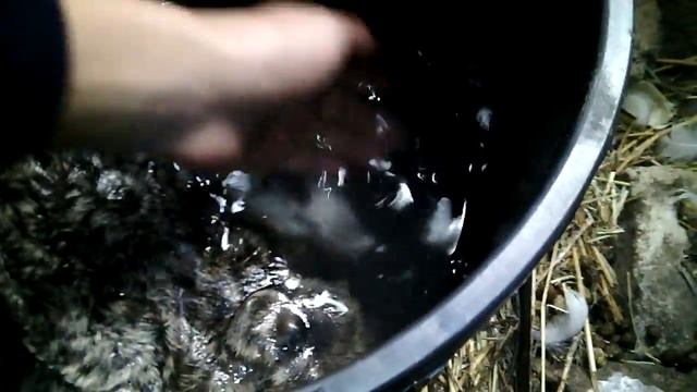 Выделка шкуры кролика //Жизнь в деревне !!! смотреть онлайн