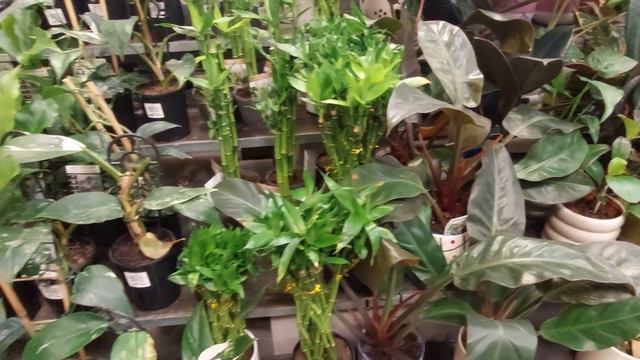 Shop with Me @ Bunnings Australia - Indoor Plants смотреть онлайн