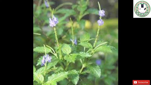 Shrubs !! Bsc(Ag), JRF+SRF, DDA,BCECE,  Other Agri Competitive Exam.