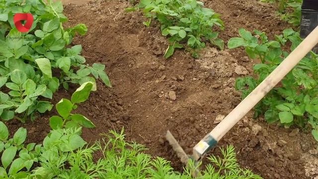 Kako sačuvati krompir od klijanja? Skladištite ga na ovaj način da bude dugotrajan смотреть онлайн