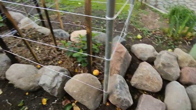 Собака гоняет чужих вдоль забора . Цветы на альпийской горке . Осенний сорт малины уже созревает . смотреть онлайн