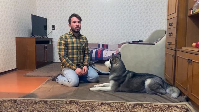 Дрессировка собак. КОМАНДА КУВЫРОК. смотреть онлайн