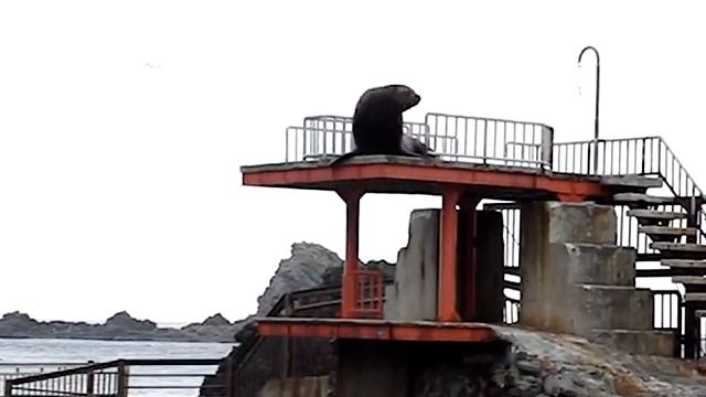 Япония, Отару, Otaru Aquarium, морской лев, прыжок с вышки смотреть онлайн