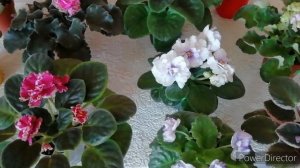 ЦВЕТУЩИЕ ФИАЛКИ./ Фиалки март 2020. Цветение фиалок.Обзор с названиями сортов.