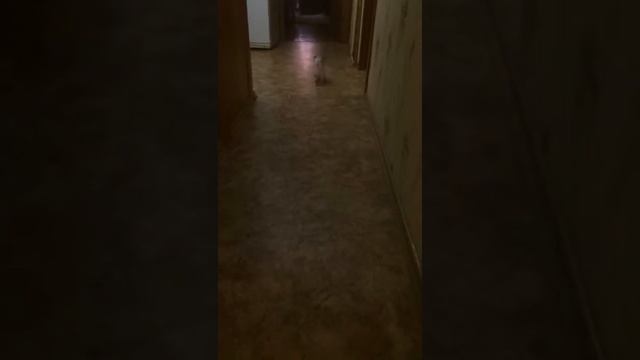 Тайская кошечка сил-пойнт Одри из питомника смотреть онлайн