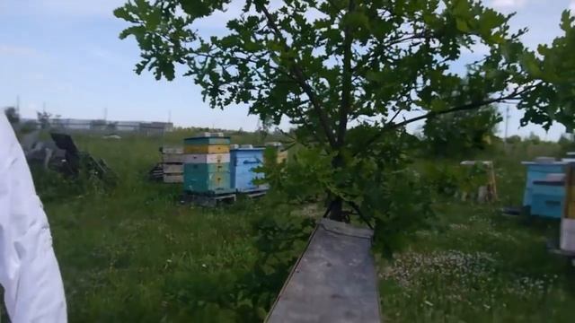 Женщина-пчеловод. Пасека в Болотово смотреть онлайн